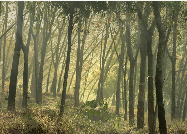 A natural rubber tree forest with diffuse light streaming in from a light layer of fog.